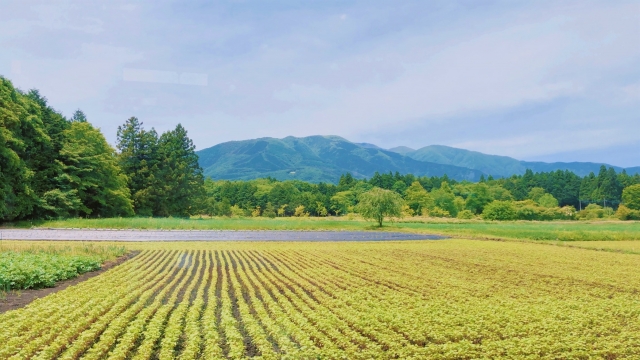 遠方に住むため管理が難しい相続物件